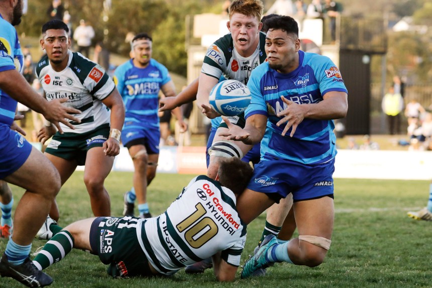 Shute Shield 2019
